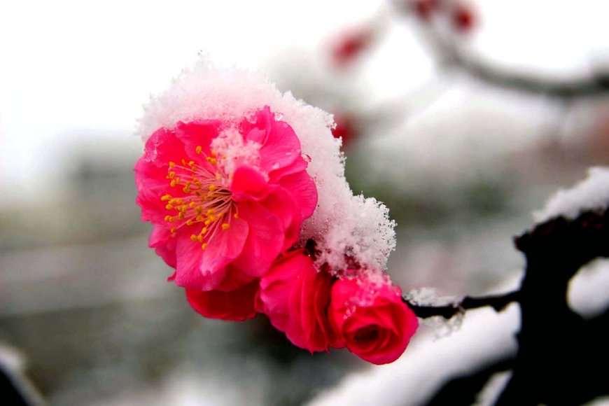庭院栽什么树风水最好，庭院十大吉祥之树