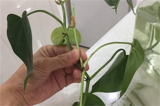 心叶藤适合放在家里吗,心叶藤的风水作用 心叶藤适合放在家里吗,心叶藤的风水作用