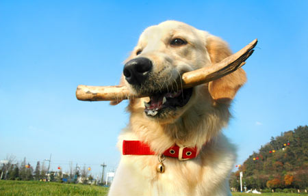 家里养狗对风水有影响吗,10大旺财的狗 家里养狗对风水有影响吗,10大旺财的狗