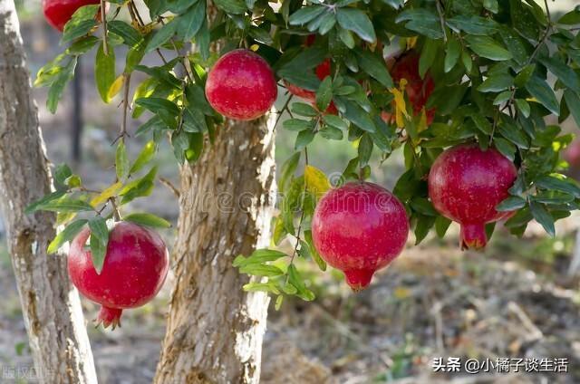 门口种什么树对风水不好，正对大门栽什么树好
