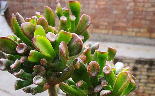 适合客厅养的植物花卉，十大客厅风水植物
