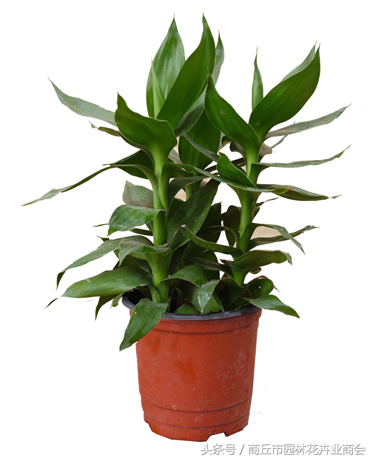 观音竹的风水作用禁忌，家里为什么不能养观音竹