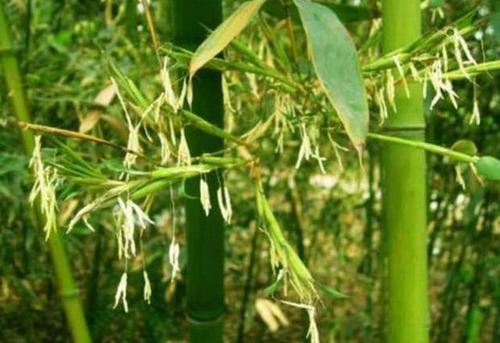 风水竹子开花意味什么风水，家里竹子开花出贵人