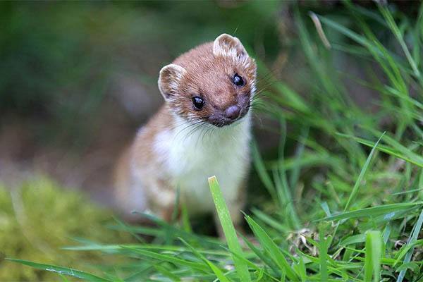 风水中如何解释黄鼠狼进屋，黄仙一般找什么样的人