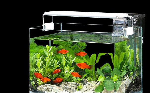 鱼缸放在哪最旺风水，入户门进门看见鱼缸好吗