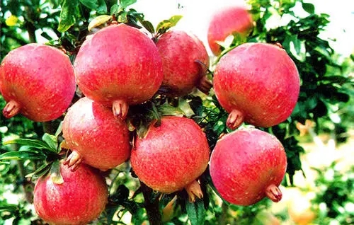 院子里栽种什么树风水好，庭院栽什么树最旺宅