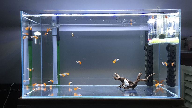 鱼缸的摆放位置风水讲究图,风水学鱼缸的摆放位置 鱼缸的摆放位置风水讲究图,风水学鱼缸的摆放位置