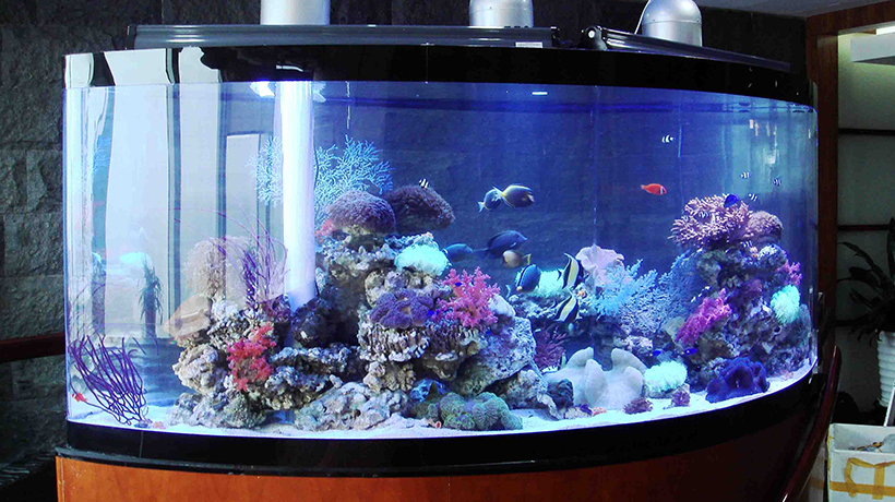 鱼缸的摆放位置风水讲究图,风水学鱼缸的摆放位置 鱼缸的摆放位置风水讲究图,风水学鱼缸的摆放位置