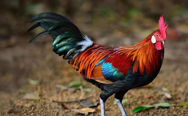 被鸡欺的生肖是什么，什么生肖能压制属鸡