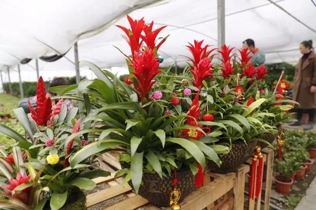 风水花卉有哪些客厅放，客厅花卉摆放风水及方位