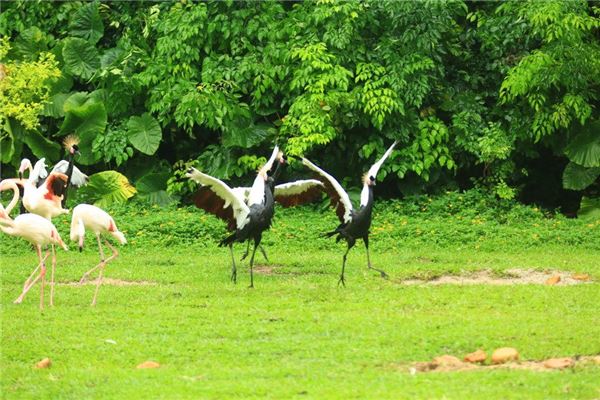 风水八骏图的挂法图片，八骏图马头的正确挂法