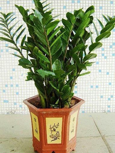 风水十大吉祥绿植富贵树，镇宅最吉利的三种花