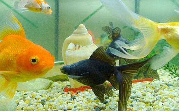 风水鱼7条好还是9条好呢,9条鱼死了一条要补上吗 风水鱼7条好还是9条好呢,9条鱼死了一条要补上吗