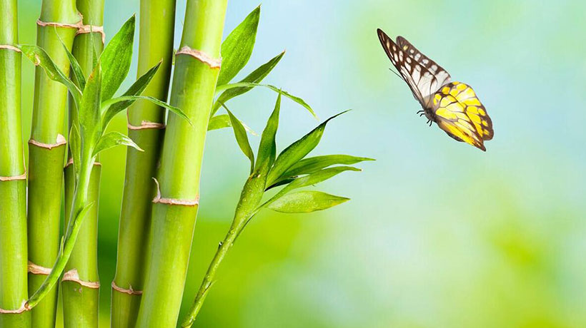 门口种竹子风水禁忌是什么，门口栽竹子的风水作用