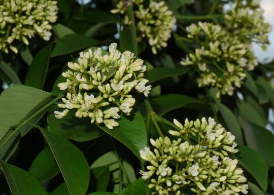 门前种黄花梨好吗风水好吗，黄花梨色室内门图片
