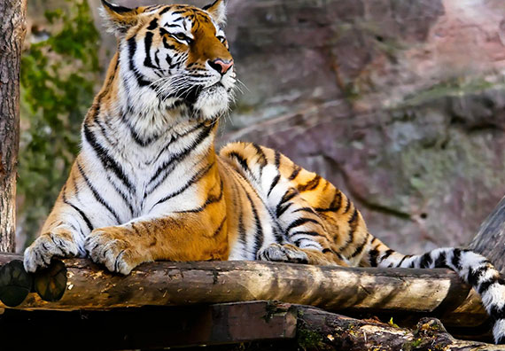 虎年下山虎和上山虎的区别,算命说的下山虎是什么意思 虎年下山虎和上山虎的区别,算命说的下山虎是什么意思