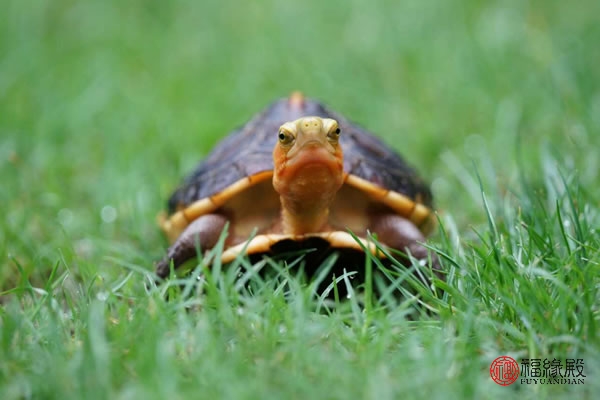 风水龟养一只还是一对好，养龟为什么不能养一只