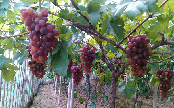 院子里栽种什么树风水好，庭院栽什么树最旺宅