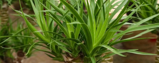 龙血树的寓意和风水，龙血树的寓意是什么