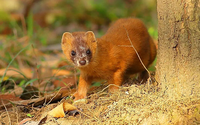 风水中如何解释黄鼠狼进屋，黄仙一般找什么样的人