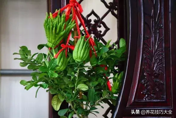 风水中最招财的果树秕杷，排名第一最好的镇宅树