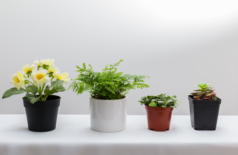 风水室内植物的摆放，最旺运旺财的风水植物