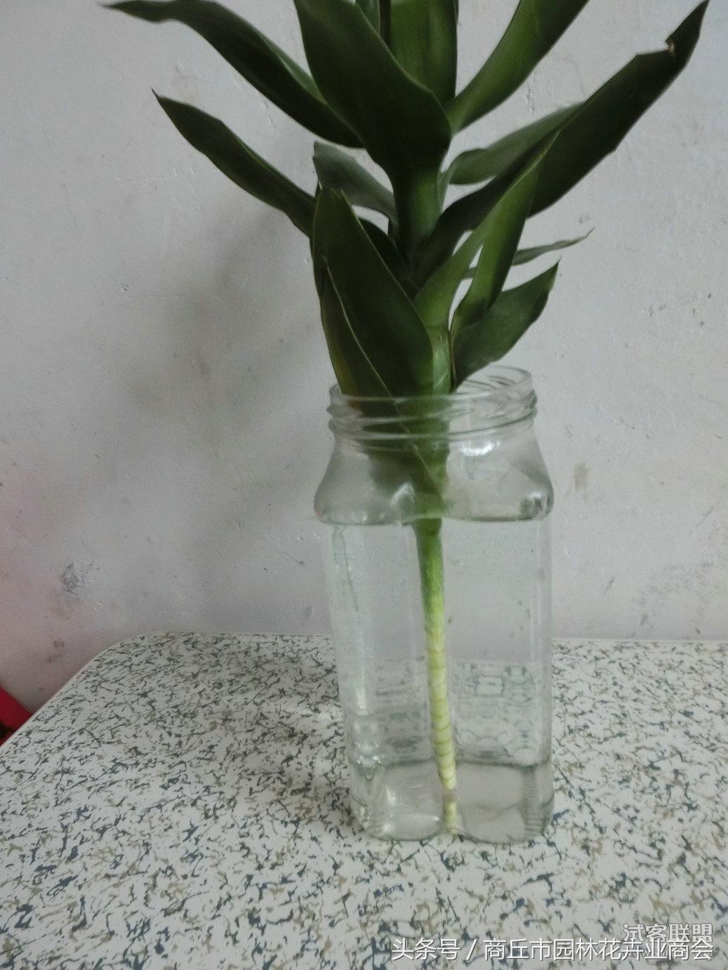 观音竹的风水作用禁忌，家里为什么不能养观音竹