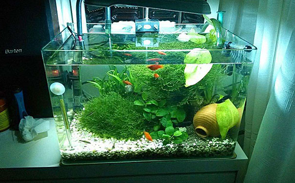 风水鱼7条好还是9条好呢,9条鱼死了一条要补上吗 风水鱼7条好还是9条好呢,9条鱼死了一条要补上吗