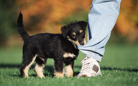 风水学上养狗的好处，风水上养狗有什么说法