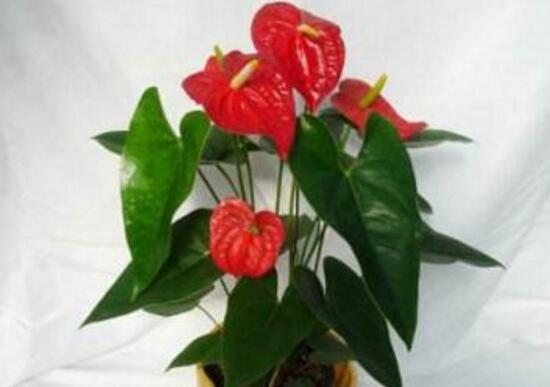 红掌的风水寓意和禁忌，家里千万不能养红掌