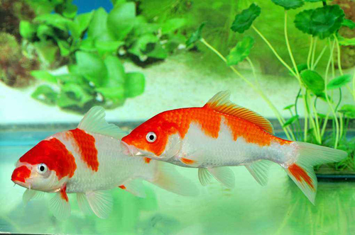 风水鱼死了代表什么预兆,养的鱼死了预示主人 风水鱼死了代表什么预兆,养的鱼死了预示主人