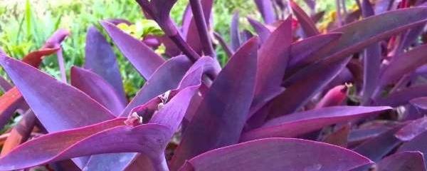 紫竹梅的功效与作用及禁忌，紫竹梅的风水作用