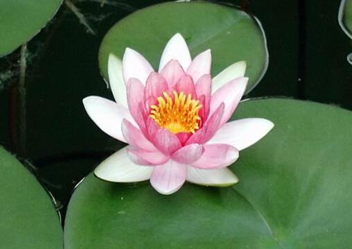 门前种莲花好吗风水好吗，门口池塘可以种莲花吗