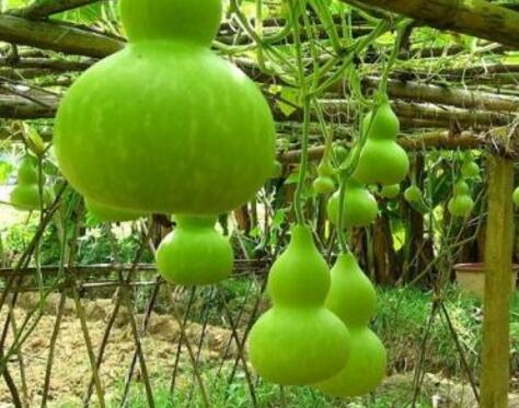 门前种葫芦好吗风水好吗,门前种葫芦架影响风水吗 门前种葫芦好吗风水好吗,门前种葫芦架影响风水吗