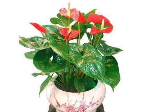 红掌的风水寓意和禁忌，家里千万不能养红掌
