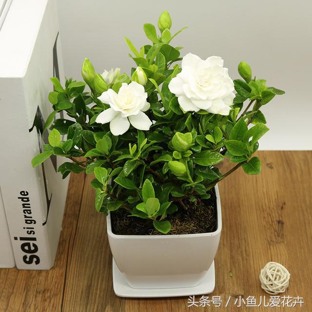 适合办公室摆放的招财植物，办公室最旺风水植物