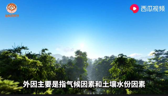 风水竹子开花意味什么风水，家里竹子开花出贵人