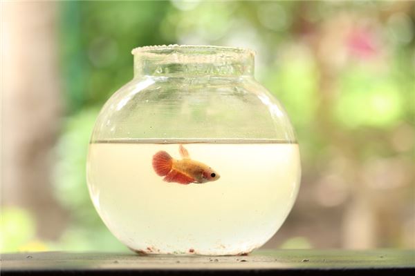 进门见鱼缸风水好吗,一进门见鱼缸风水好吗 进门见鱼缸风水好吗,一进门见鱼缸风水好吗