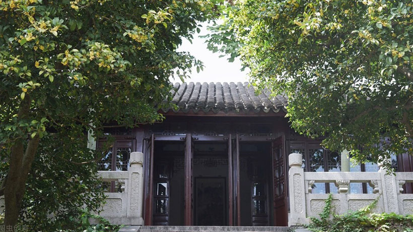 门前种桂花树风水好吗视频，为什么门前不栽桂花树