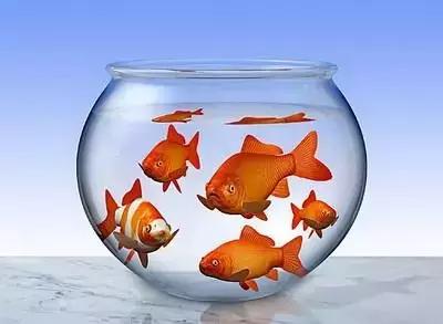 鱼缸放客厅什么位置风水好，堂屋客厅鱼缸的最佳位置