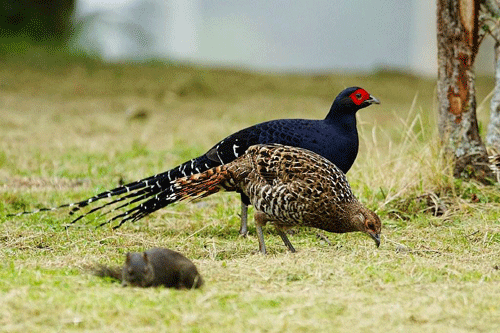 算命的鸟怎么知道你生日，鸟叫时间吉凶预兆