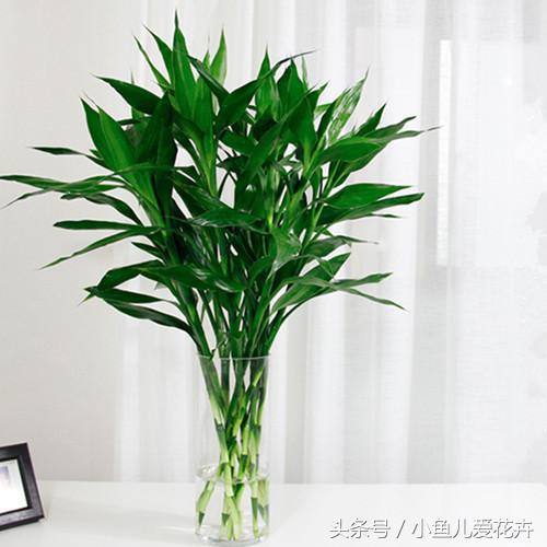适合办公室摆放的招财植物，办公室最旺风水植物