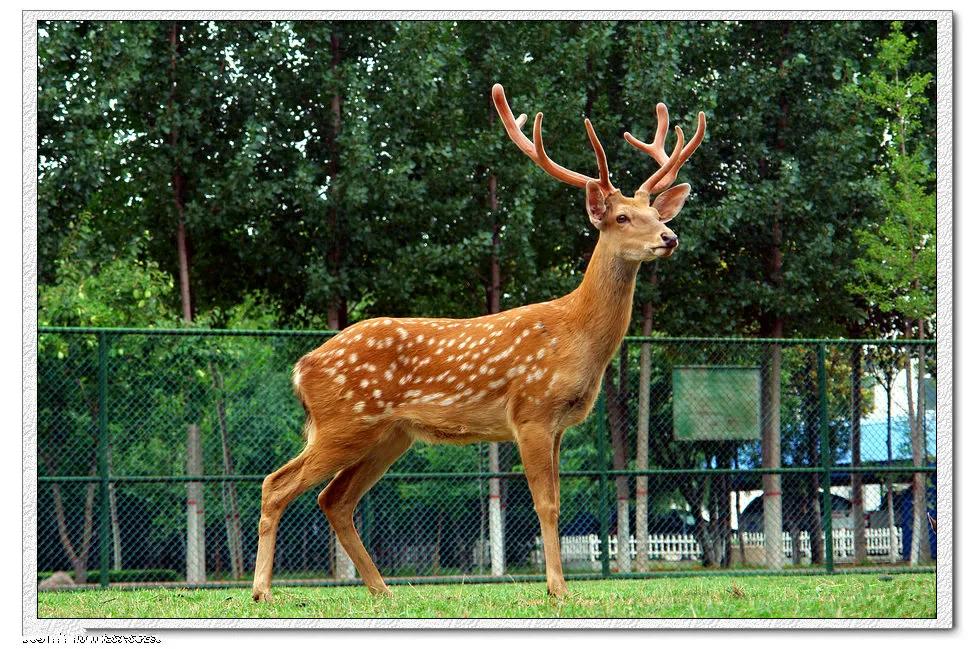 鹿的寓意和象征风水，鹿在风水中的象征意义