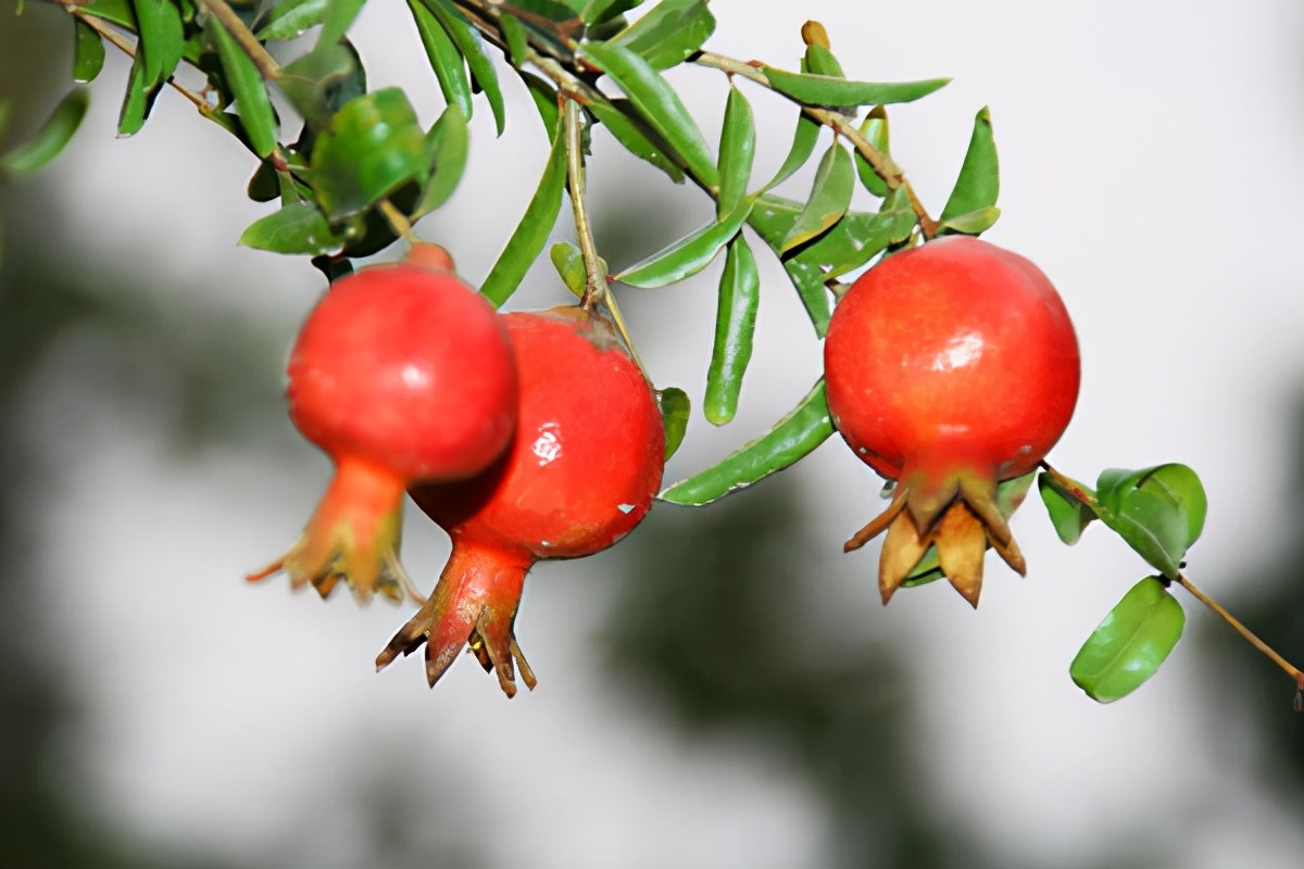 院子里栽种什么树风水好，镇宅最吉利的三种花