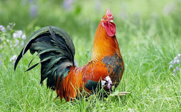 被鸡欺的生肖是什么，什么生肖能压制属鸡