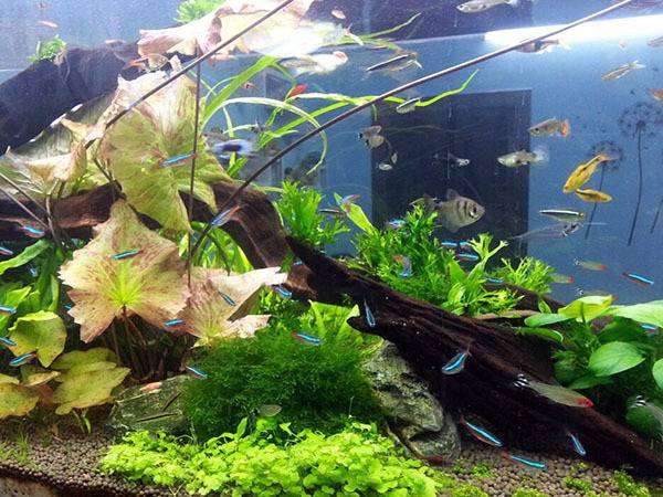 鱼缸对门摆放好吗风水，入户门进门看见鱼缸好吗