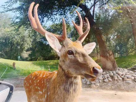鹿的寓意和象征风水，鹿在风水中的象征意义
