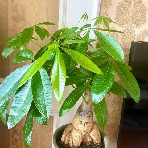 风水里最吉祥的花鸿运当头，镇宅最吉利的三种花