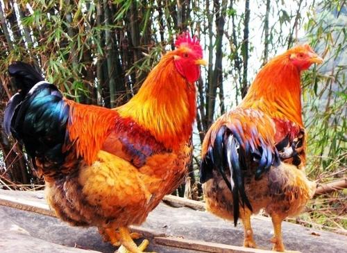 鸡的寓意和象征是什么意思，鸡在风水中的象征意义