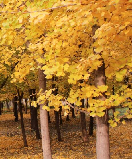 门前种银杏树好吗风水好吗,银杏树6大风水禁忌 门前种银杏树好吗风水好吗,银杏树6大风水禁忌